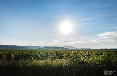 100_0308_2016_IMGP9003