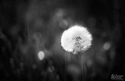 114_2605_2019_IMGP7577