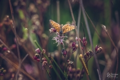 110_1606_2022_IMGP0768