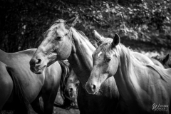 120_2508_2018_IMGP7026