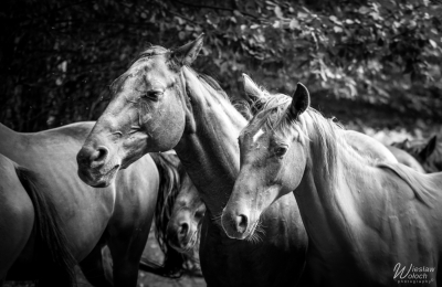 120_2508_2018_IMGP7026