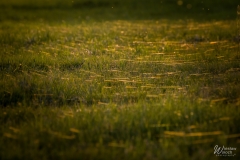 108_2604_2019_IMGP6349