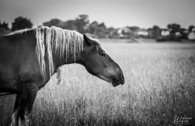 102_0406_2017_IMGP3649