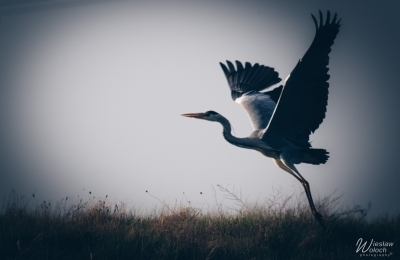 111_2704_2019_IMGP6686