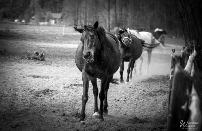 111_2704_2019_IMGP6737