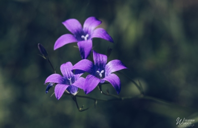 190_2505_2024_IMGP5326