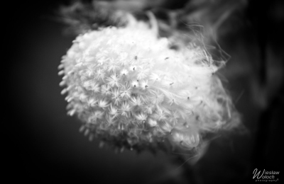 101_2609_2020_IMGP1293