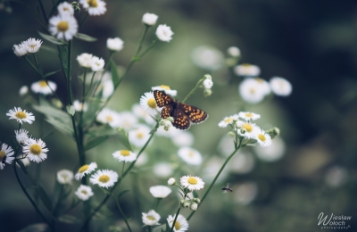 103_1607_2021_IMGP8430