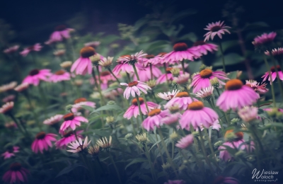 107_1807_2021_IMGP8725