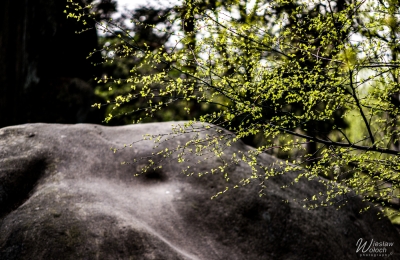 113_1504_2018_IMGP1900